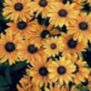 Meet your Posher, Zoe